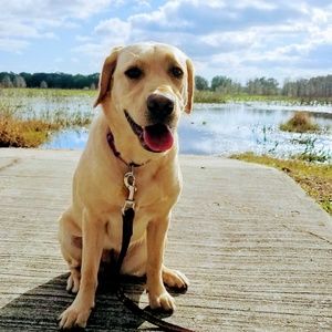 Meet your Posher, Bill